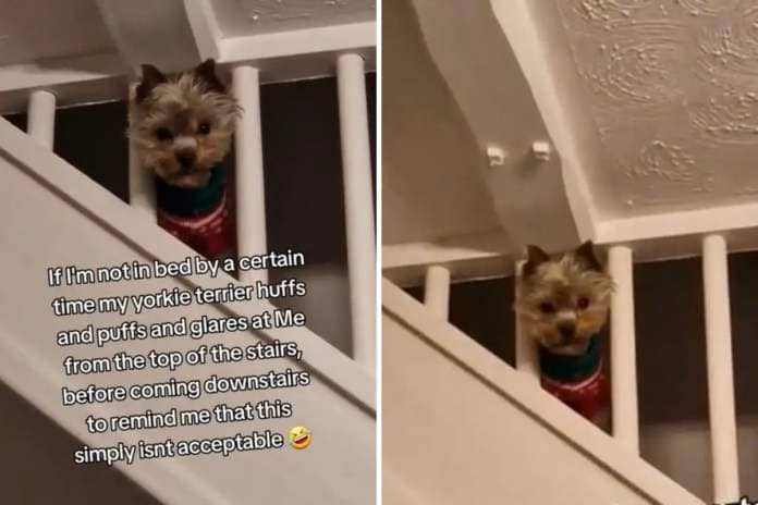 Yorkshire terrier looking from stairs