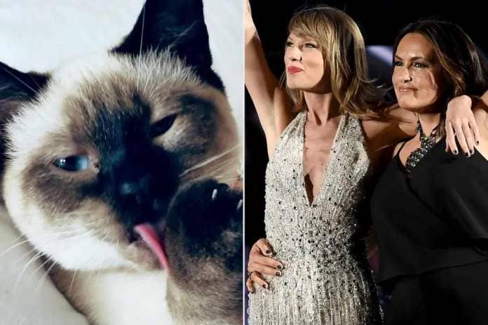 <p>Mariska/Instagram; Dimitrios Kambouris/LP5/Getty</p> Mariska Hargitay new cat (L), the actress and Taylor Swift (R)