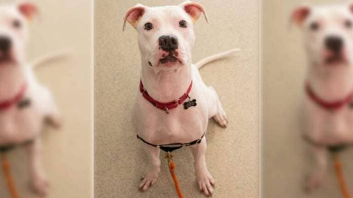 Dobby, a 1-year-old white mixed breed dog.