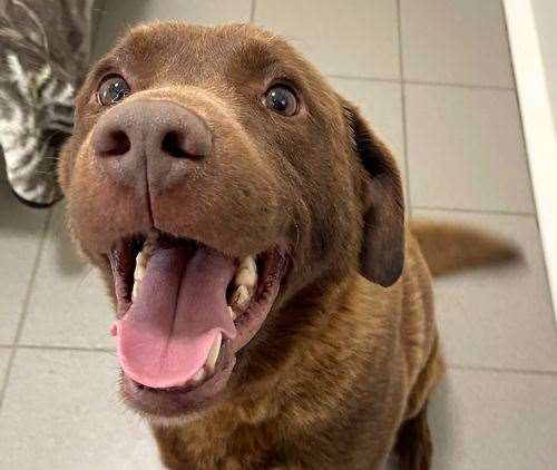 Jake the Labrador is looking for a new home. Picture: Last Chance Animal Rescue