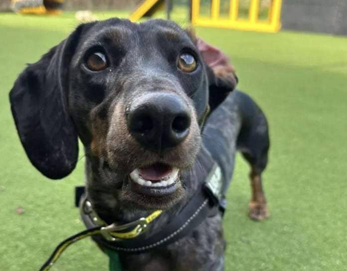 Rescue pooch Dexter is a miniature dachshund. Picture: Dogs Trust