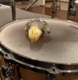 cockatiel hits drum with beak