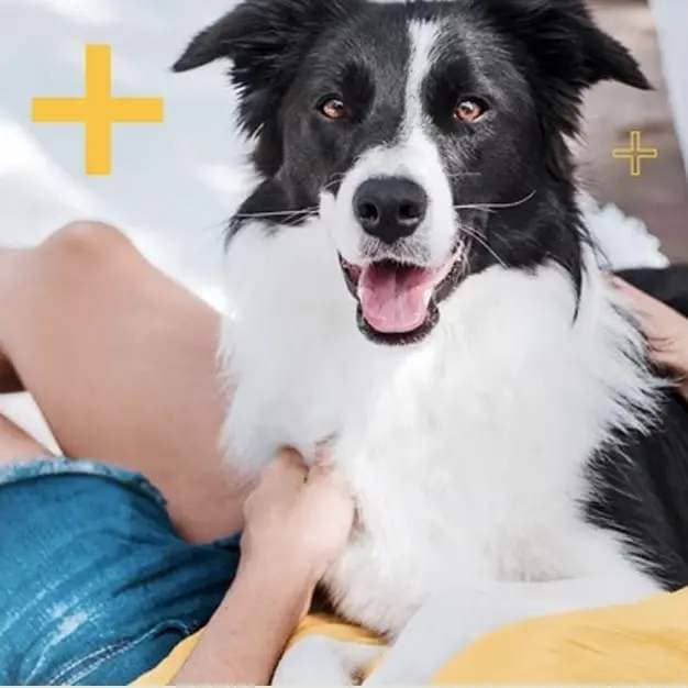 The Best Pet Insurance Plans and Options for 2024