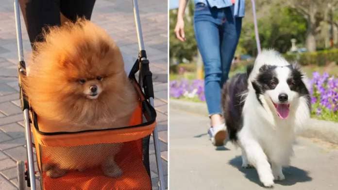 Compilation image of pet dog in a stroller and another pet dog being walked