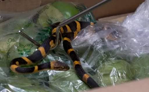 Rescuers from the Toronto Wildlife Centre remove a snake from a box of tomatoes.
