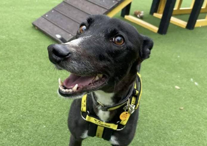 Wednesday is a laid-back greyhound and has spent her whole life in kennels. Picture: Dogs Trust