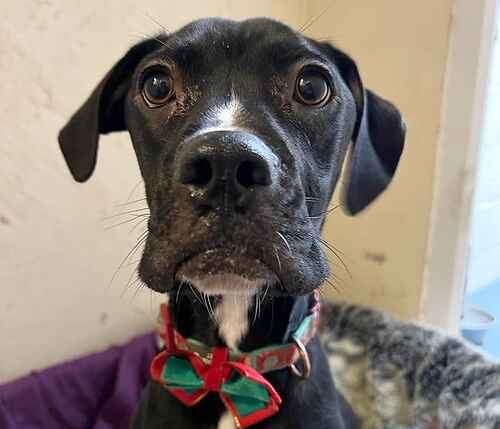 Minni the boxer cross will need some TLC in her new home. Picture: Last Chance Animal Rescue