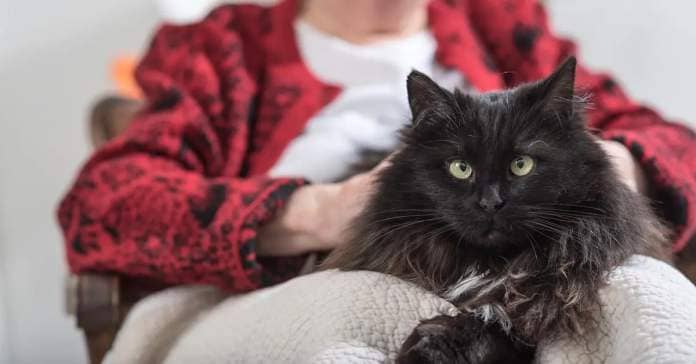 Senior woman sitting with an older black long haired cat.