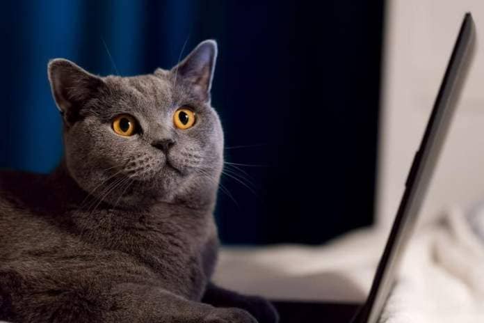 Energetic and independent, the British Shorthair is one of the world's popular cat breeds. Friendly in nature, this breed often gravitates to one household member.