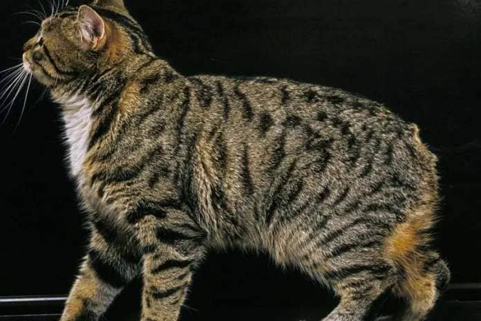One of the cutest breeds on the planet, the Manx is also packed with energy and an ability to leap and climb around the home!
