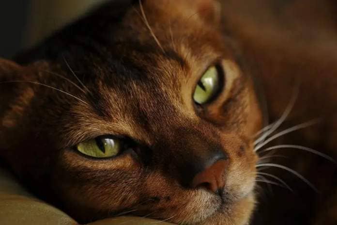 The beautiful Abyssinian cat breed is absolute packed with energy and loves to run and play. Not only that, the Abyssinian is also very intelligent and enjoys puzzle based games.