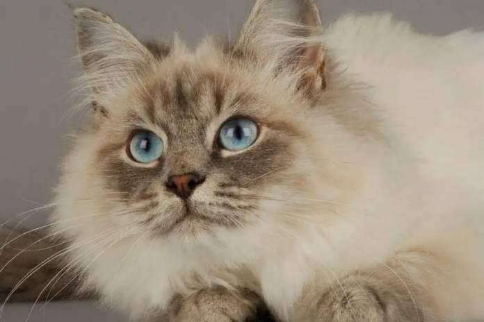 The Siberian cat breed is one of the UK's most popular breeds due to its stunning, thick coat and patient nature. They can also be trained fairly easily!