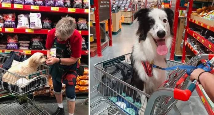 Aussies have mixed views on whether dogs should be in allowed in retail stores, such as Bunnings.