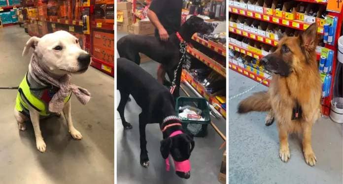 Bunnings says the vast majority of dogs are well behaved in its stores. 