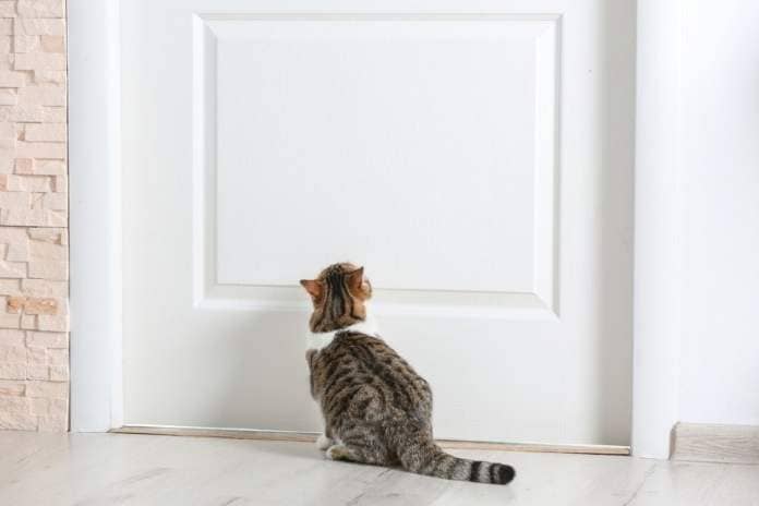 cat-near-door-at-home