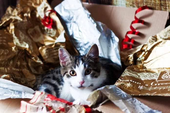 cat refuses to let owner wrap gifts