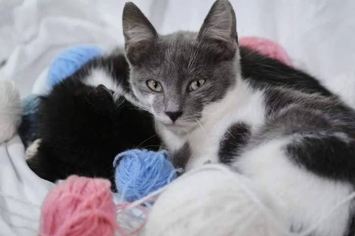 cat sharing toys with brother melts hearts