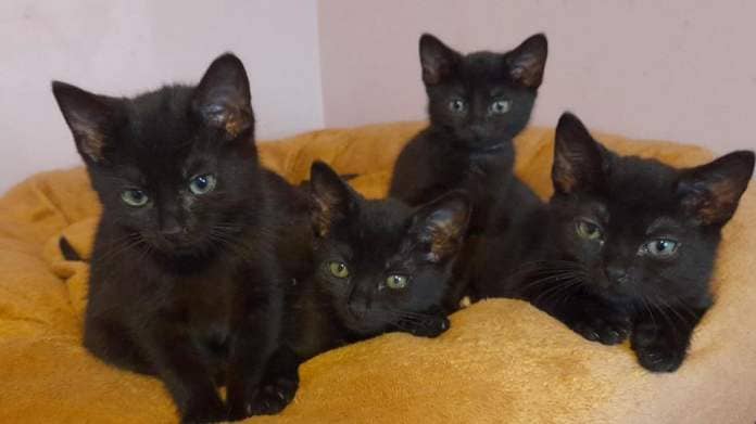 five black cats