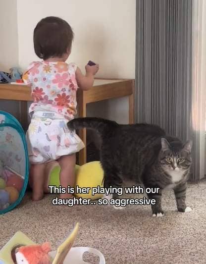 A cat saved from euthanasia plays with her new family's toddler. 