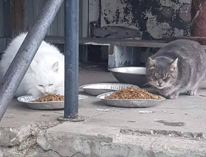 Two cats eating from plates with piles of food