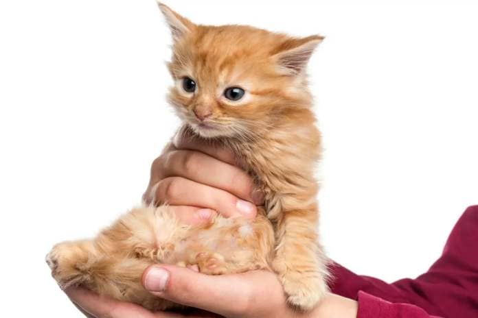 Ginger kitten 