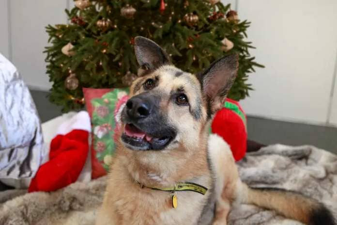 Dogs Trust delivers Christmas hope to people experiencing homelessness