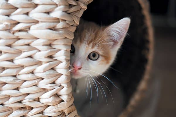 Kitten peaking head out from behind a basket.