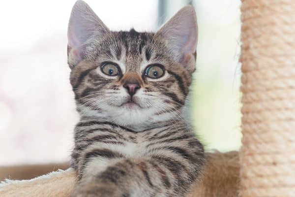 Brown striped kitten with a surprised expression.