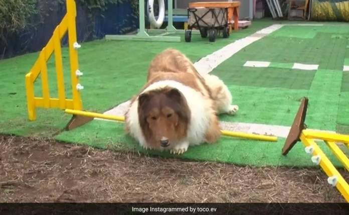 Japanese Man Who Spent Rs 12 Lakh To Transform Into Dog Fails Agility Test: 'He Tried His best'