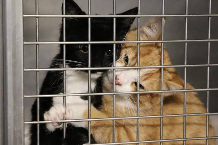 shelter cats react to new cage
