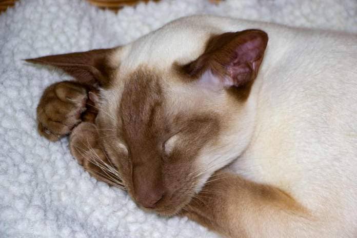 Cinnamon Point Siamese Cat asleep leaning on paws