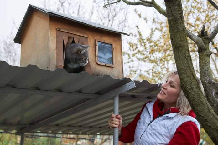 Gray cat looks from its wooden house at its owner