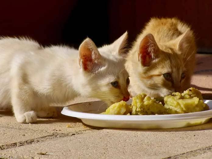 Close view of two small cats eating from a plastic plate with potatoes on a bricks floor.