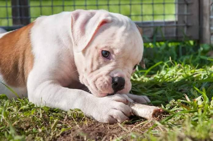 Funny white American Bulldog puppy dog is eating a chicken paw on nature