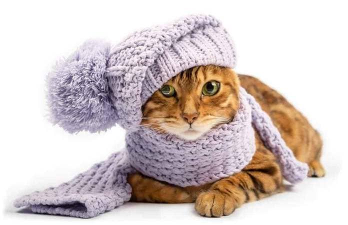 Red-haired domestic cat in a winter hat and a scarf on the background.