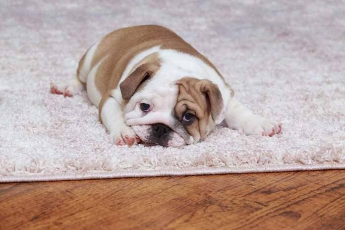 English Bulldog puppy lying on the rug