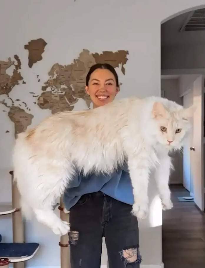 The proud cat mum can barely hold her giant baby in her arms