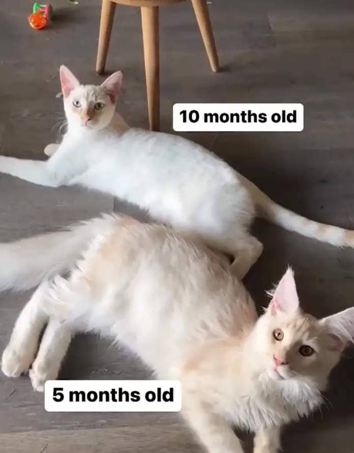 When aged five-months-old, Kusa was already twice the size of his older brother