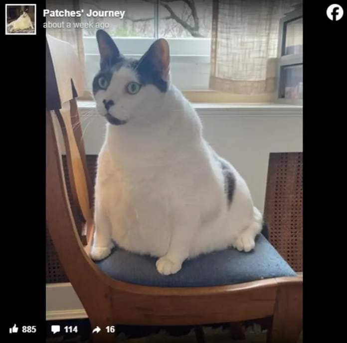 Patches was surrendered to the shelter in April 2023, but has since made lots of progress in losing weight, tracked by his new family on Facebook.