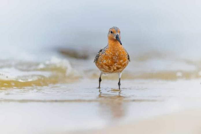 Red knots undertake a 9 thousand-mile migration using the Atlantic Flyway.