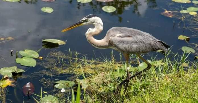 Great Blue Herons are one of 400 species that rely on the Everglades as part of the Atlantic Flyway.