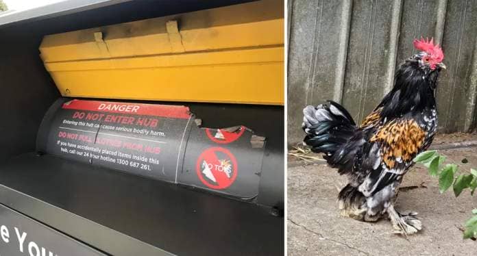Left - Close up of the charity bin. Right - Eric the rooster. 