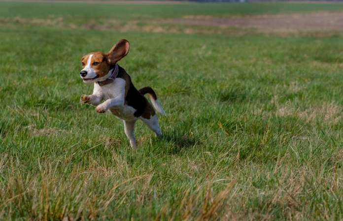 beagle leap on grass field