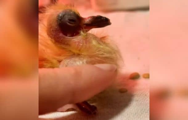 Profile of a newly-hatched baby pigeon to show the oddly-shaped beak A human finger is in the picture as a size comparison.
