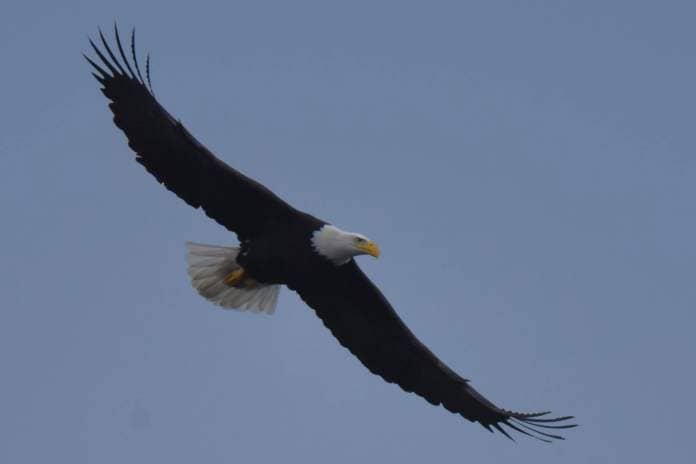A bald eagle in flight. Jim Diers photo