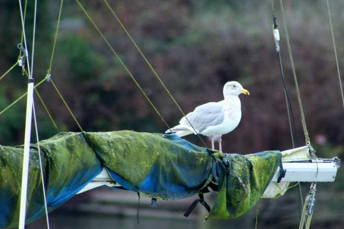 Alex Bruell photo
A gull stands on the rigging of a ship in Quartermaster Harbor.