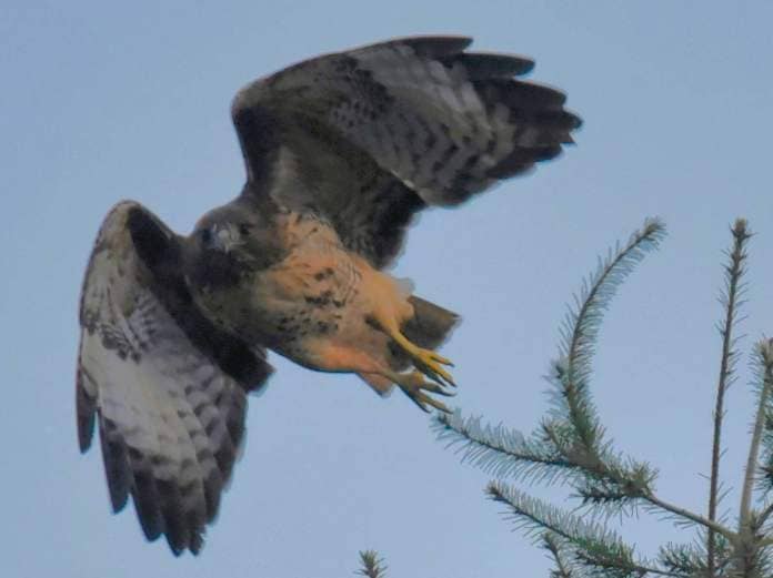 Jim Diers photo
A red-tailed hawk.