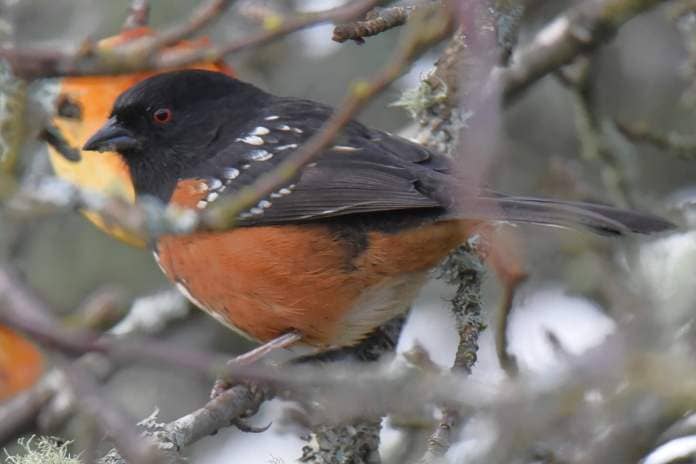 A spotted towhee. Jim Diers photo