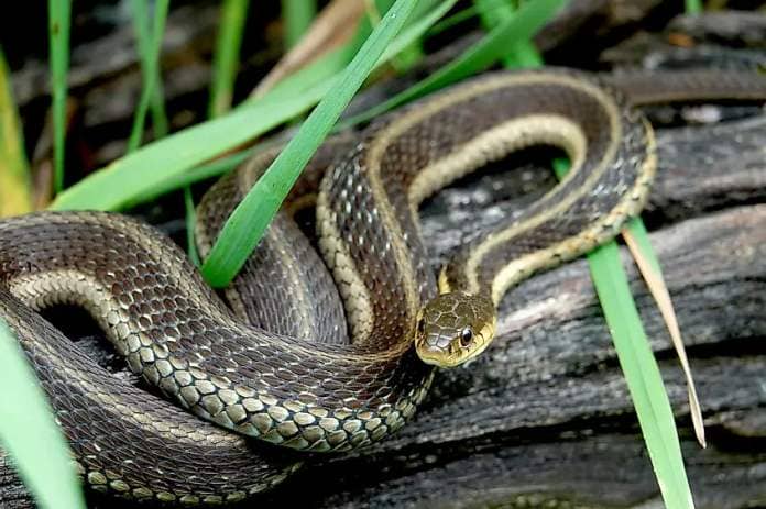Eastern Garter Snake on Log.