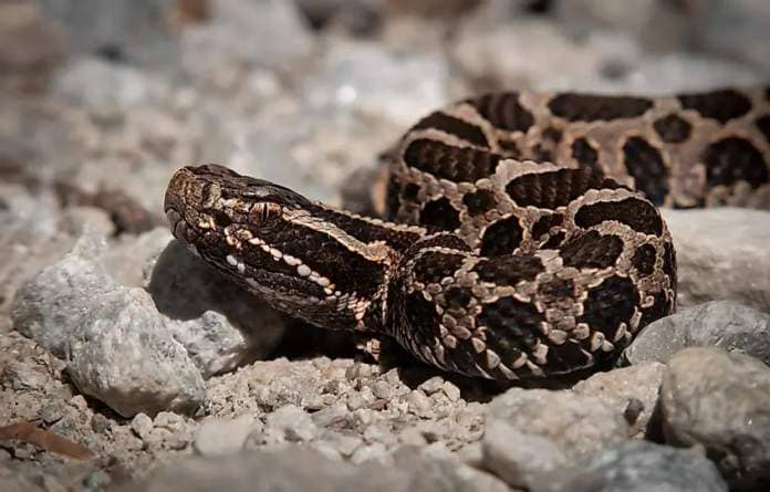 Young juvenile eastern massasauga rattlesnake on macro portrait on gravel road.